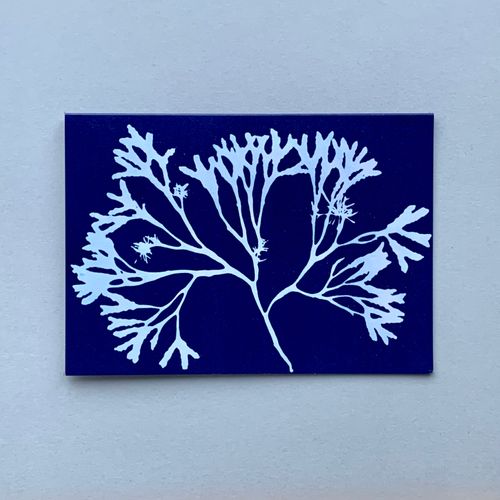 Seaweed Cyanotypes. Cyan 4
